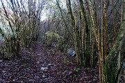 23 Rigogliosa vegetazione 
